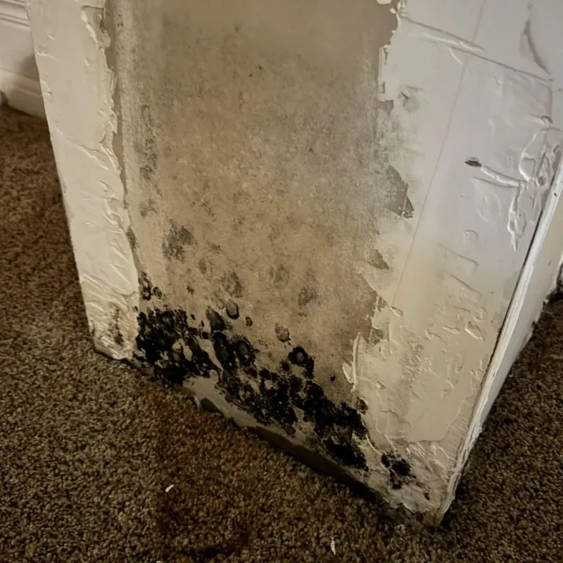 Professional Mold Removal in Loudonville, OH